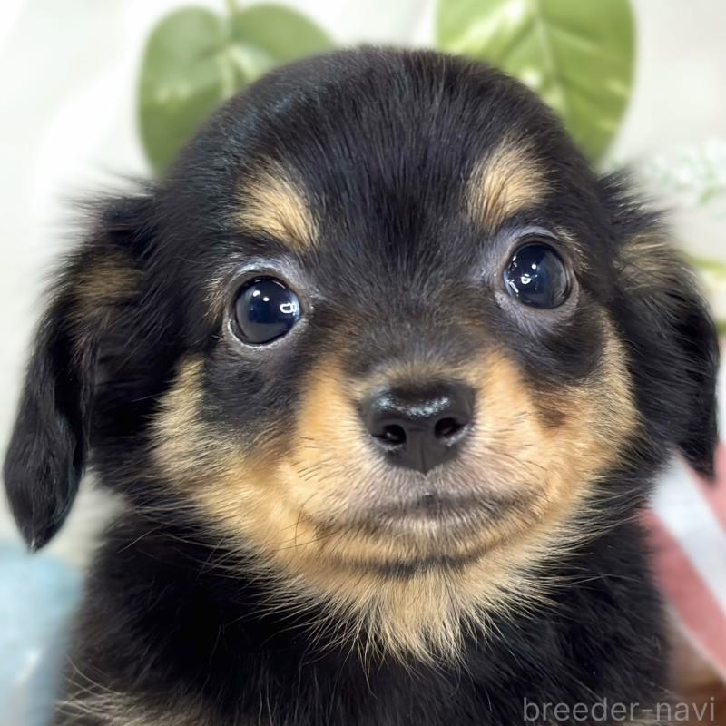 販売中の滋賀県のチワックス:チワワ×ミニチュアダックスフンド-430729