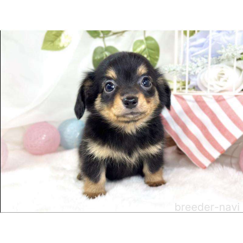 成約済の滋賀県のチワックス:チワワ×ミニチュアダックスフンド-430729の4枚目