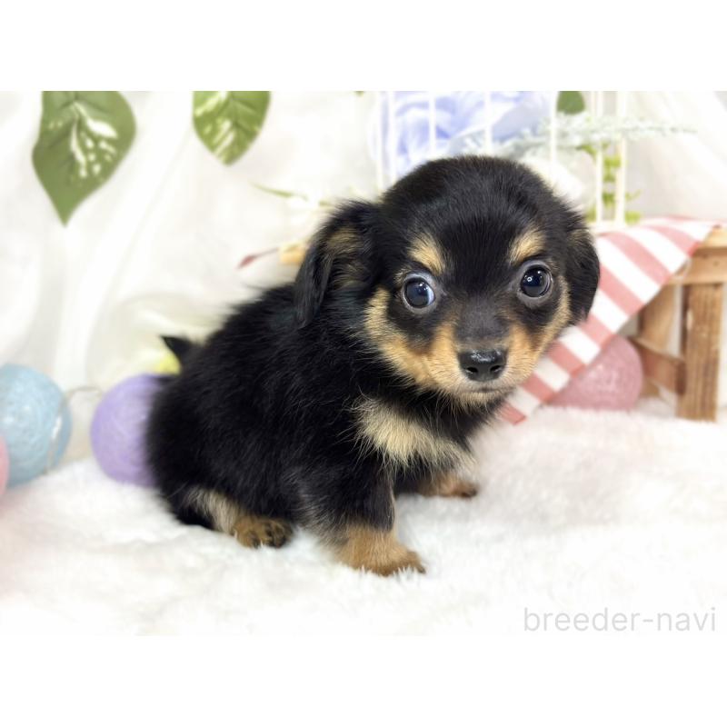 成約済の滋賀県のチワックス:チワワ×ミニチュアダックスフンド-430729の3枚目