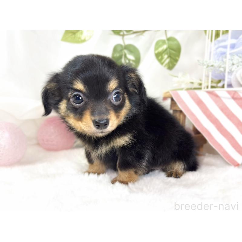 成約済の滋賀県のチワックス:チワワ×ミニチュアダックスフンド-430729の2枚目