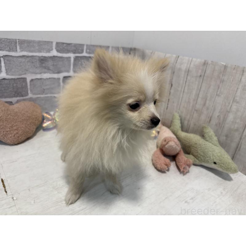 販売中の東京都のポメラニアン-424040の10枚目