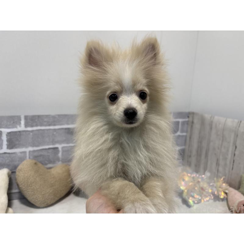 販売中の東京都のポメラニアン-424040の9枚目
