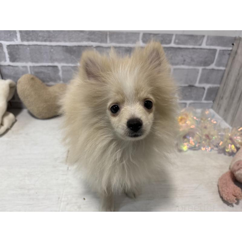 販売中の東京都のポメラニアン-424040の8枚目