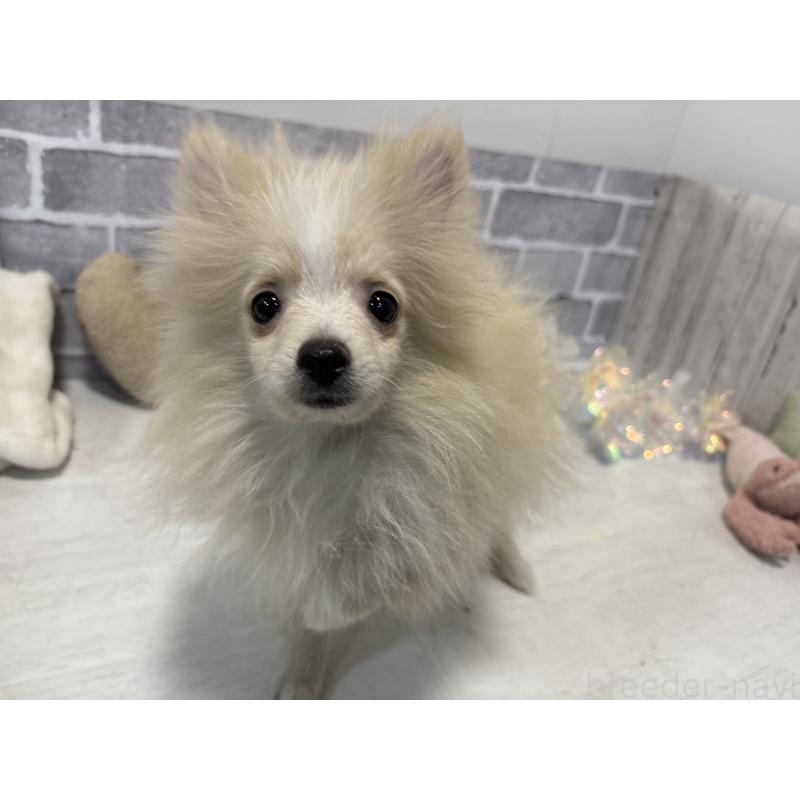 販売中の東京都のポメラニアン-424040の7枚目