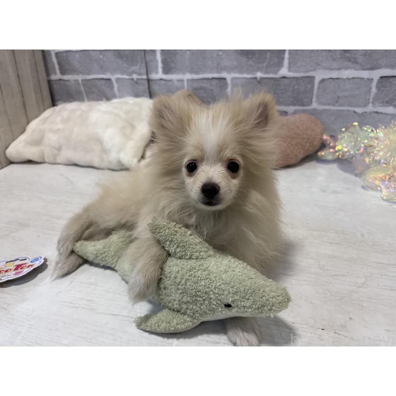 販売中の東京都のポメラニアン-424040の5枚目