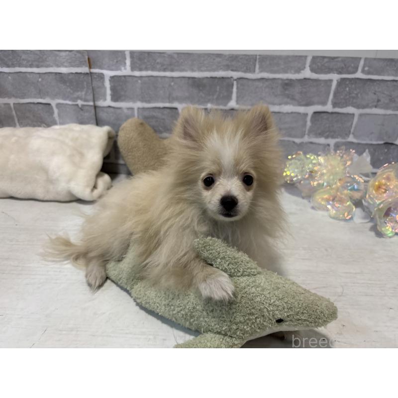 販売中の東京都のポメラニアン-424040の3枚目