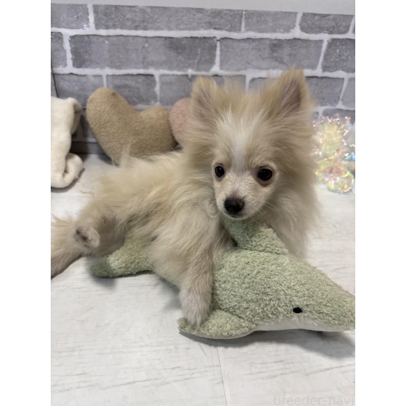 販売中の東京都のポメラニアン-424040の2枚目