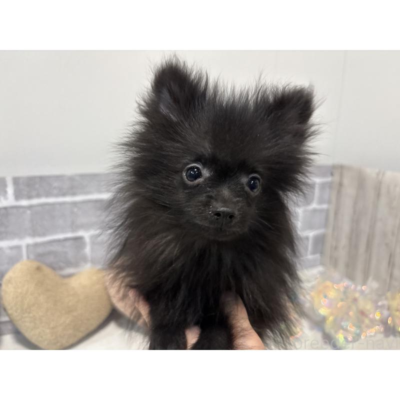 販売中の東京都のポメラニアン-424039の3枚目