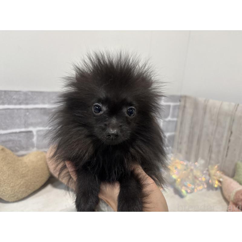販売中の東京都のポメラニアン-424039の2枚目