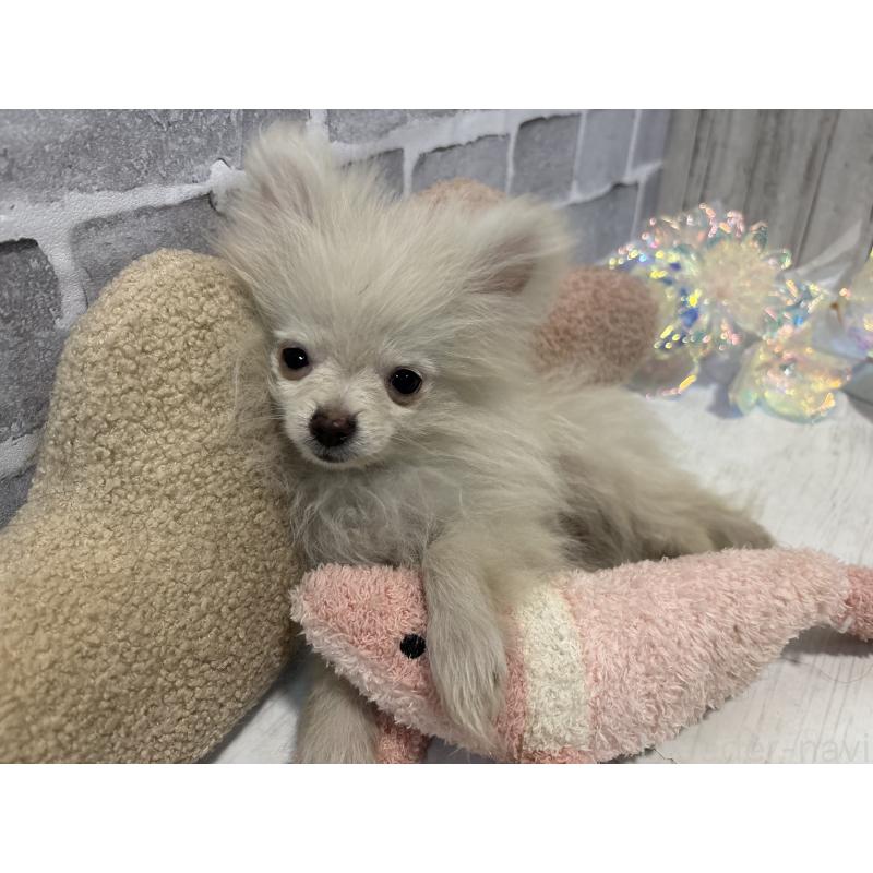 販売中の東京都のポメラニアン-424037の13枚目