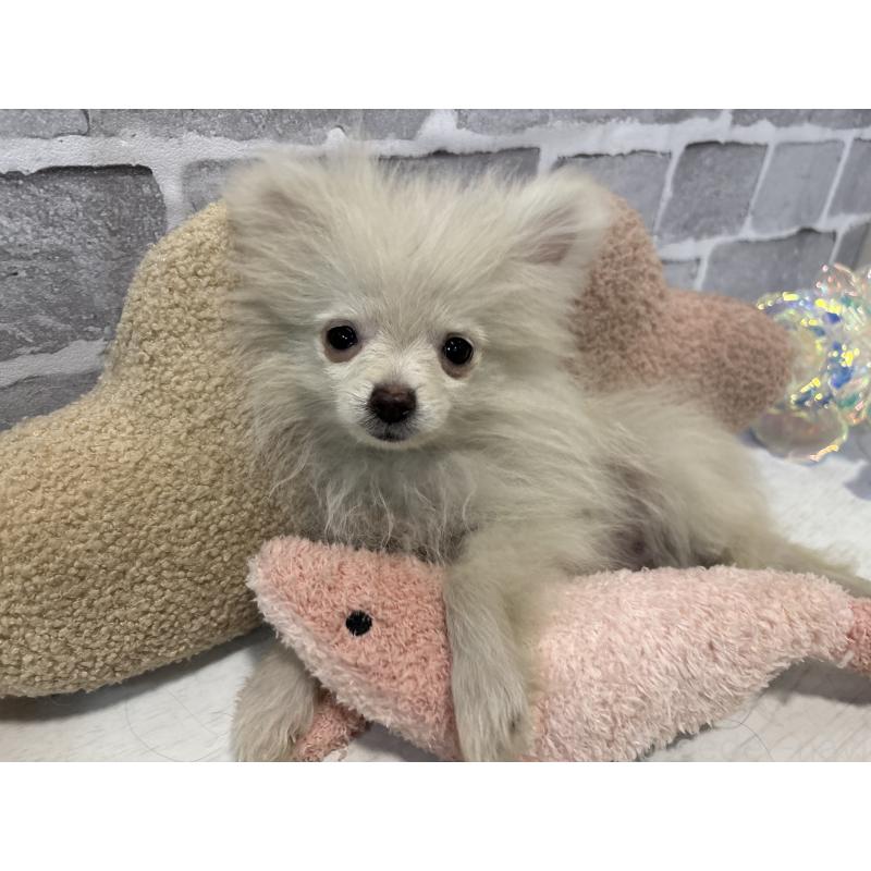 販売中の東京都のポメラニアン-424037の10枚目