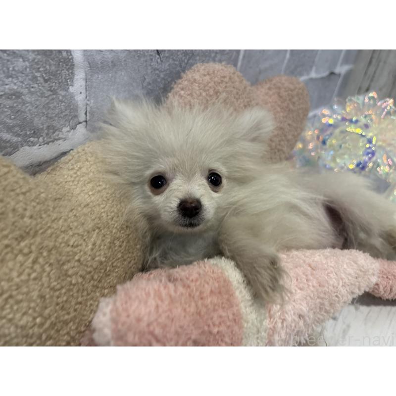 販売中の東京都のポメラニアン-424037の9枚目