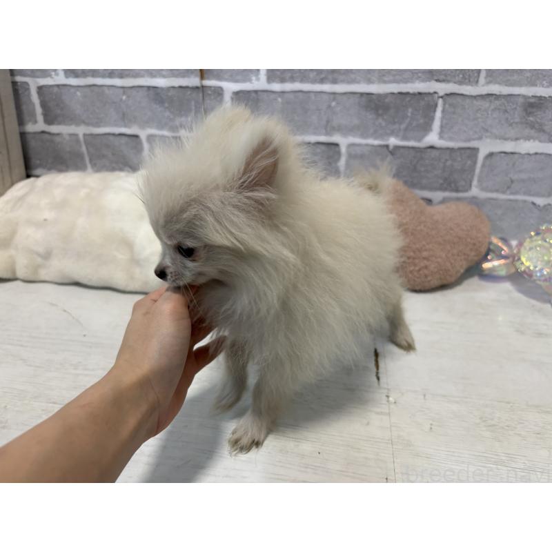 販売中の東京都のポメラニアン-424037の6枚目