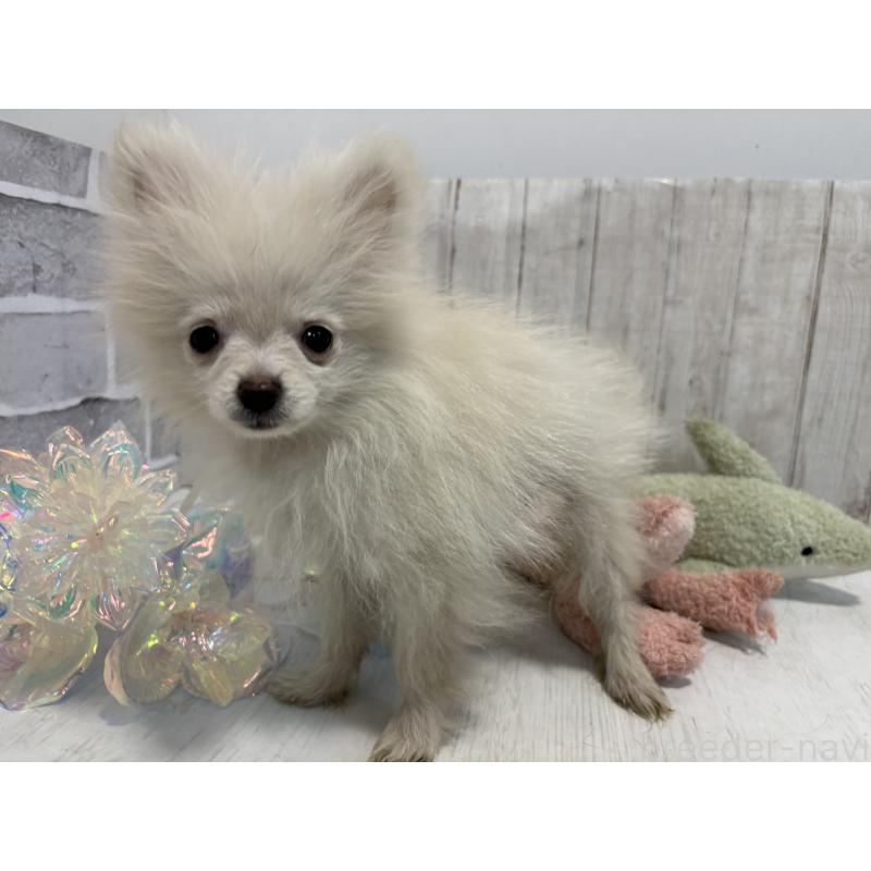 販売中の東京都のポメラニアン-424037の5枚目