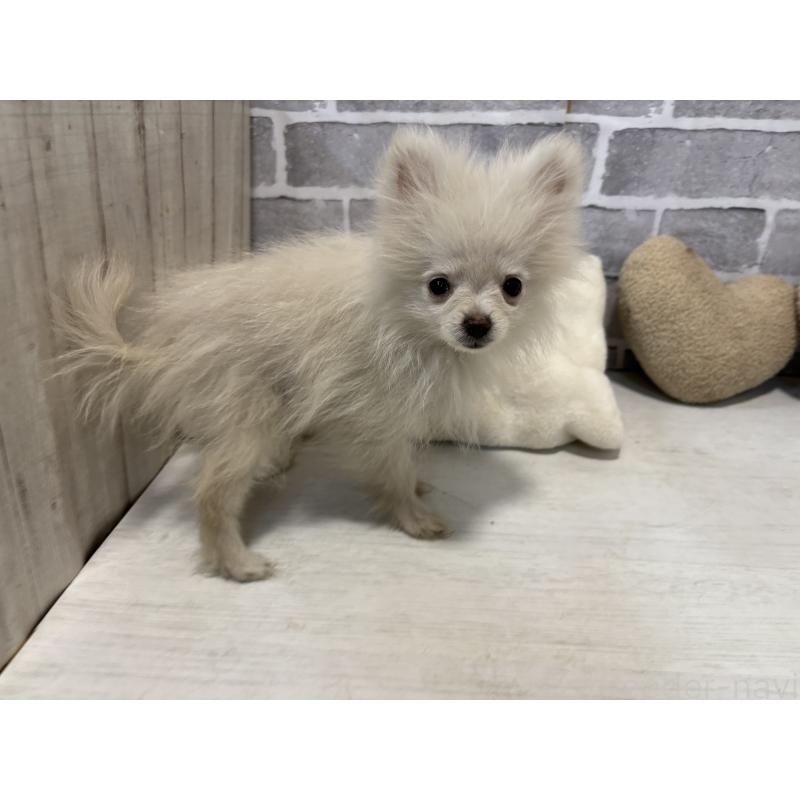 販売中の東京都のポメラニアン-424037の4枚目