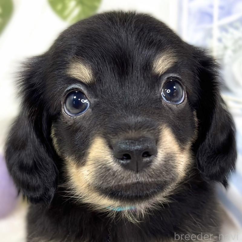 販売中の滋賀県のチワックス:チワワ×ミニチュアダックスフンド-430732