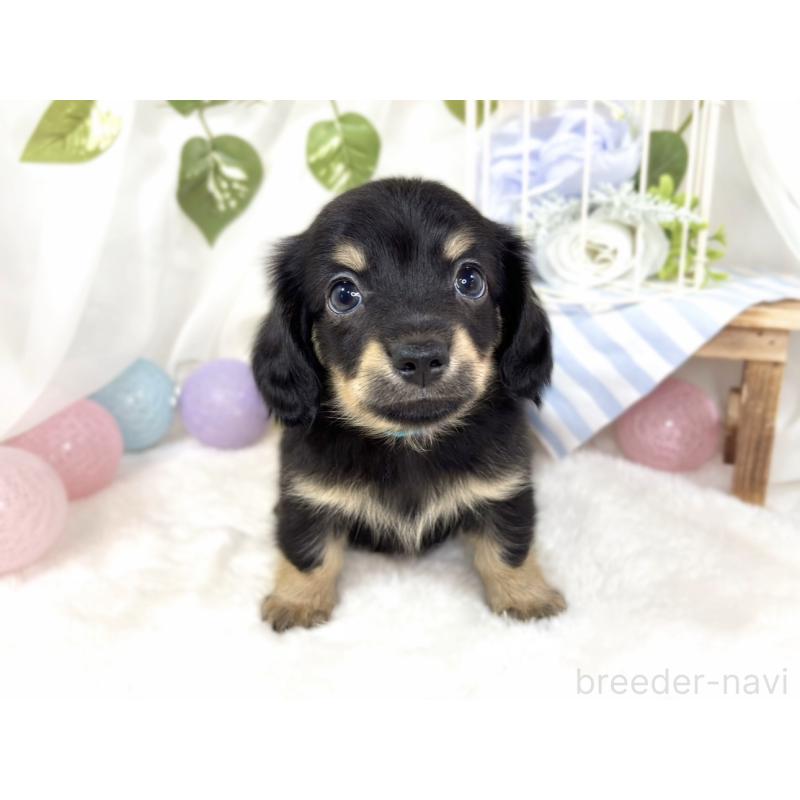 成約済の滋賀県のチワックス:チワワ×ミニチュアダックスフンド-430732の4枚目