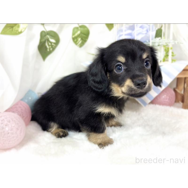 成約済の滋賀県のチワックス:チワワ×ミニチュアダックスフンド-430732の3枚目