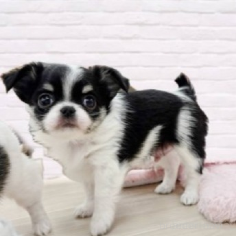 販売中の東京都のチワワ(ロングコート)-432348