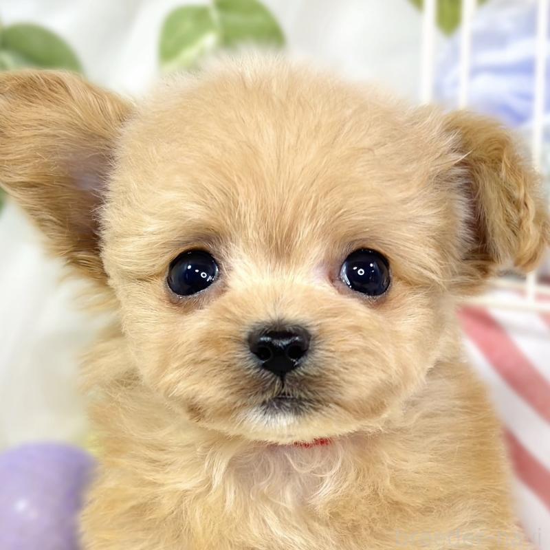 販売中の滋賀県のチワプー:チワワ×トイプードル-430727