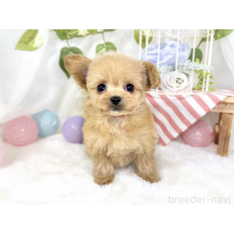 成約済の滋賀県のチワプー:チワワ×トイプードル-430727の3枚目