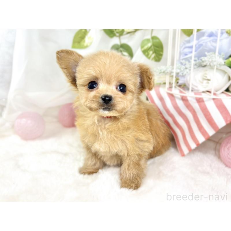 成約済の滋賀県のチワプー:チワワ×トイプードル-430727の4枚目