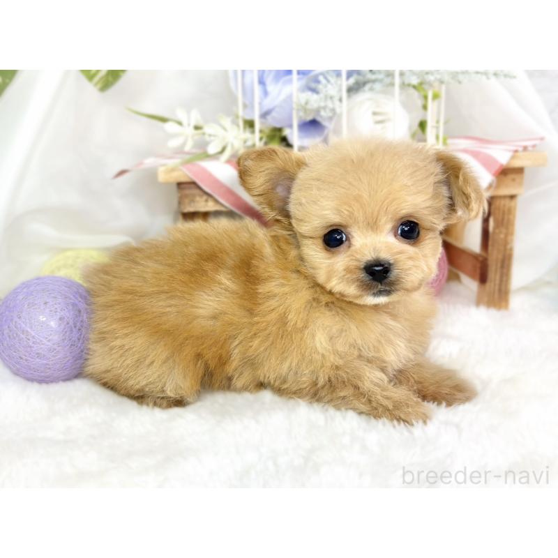 成約済の滋賀県のチワプー:チワワ×トイプードル-430727の2枚目