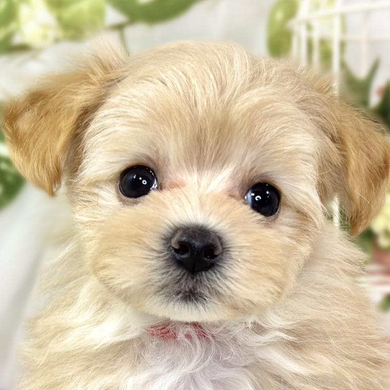 販売中の滋賀県のマルプー:マルチーズ×トイプードル-430733