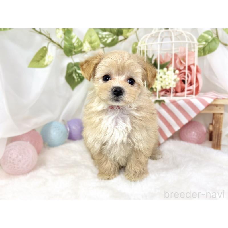 成約済の滋賀県のマルプー:マルチーズ×トイプードル-430733の4枚目