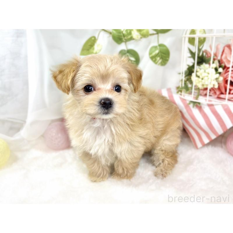 成約済の滋賀県のマルプー:マルチーズ×トイプードル-430733の3枚目