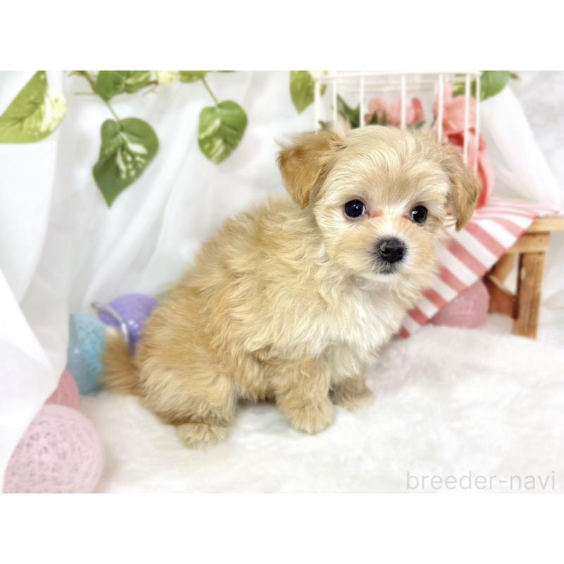 成約済の滋賀県のマルプー:マルチーズ×トイプードル-430733の2枚目