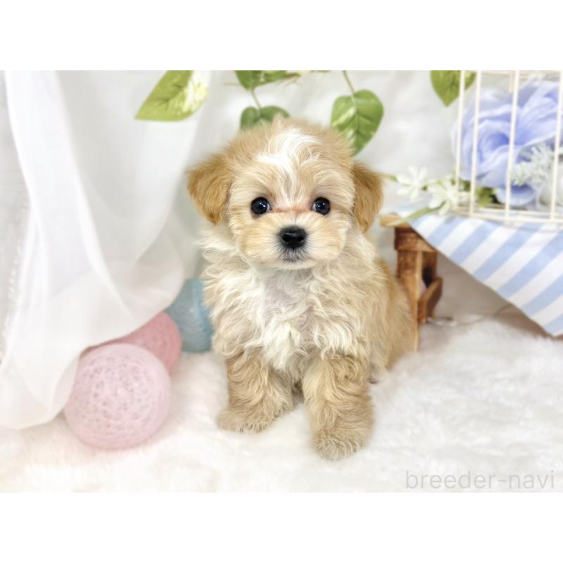 成約済の滋賀県のマルプー:マルチーズ×トイプードル-430736の4枚目