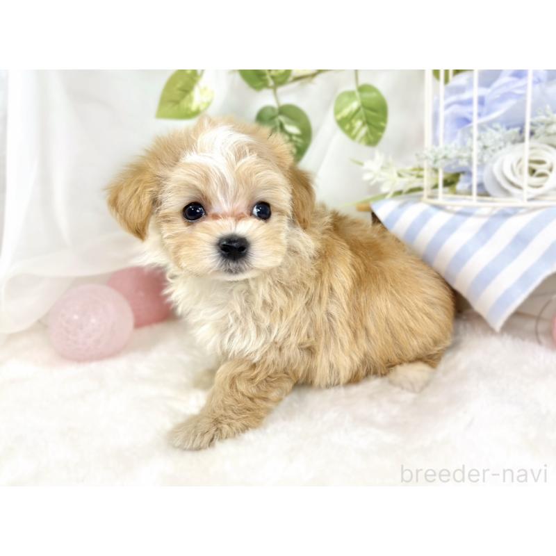 成約済の滋賀県のマルプー:マルチーズ×トイプードル-430736の3枚目