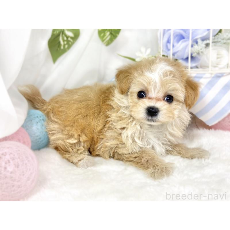 成約済の滋賀県のマルプー:マルチーズ×トイプードル-430736の2枚目