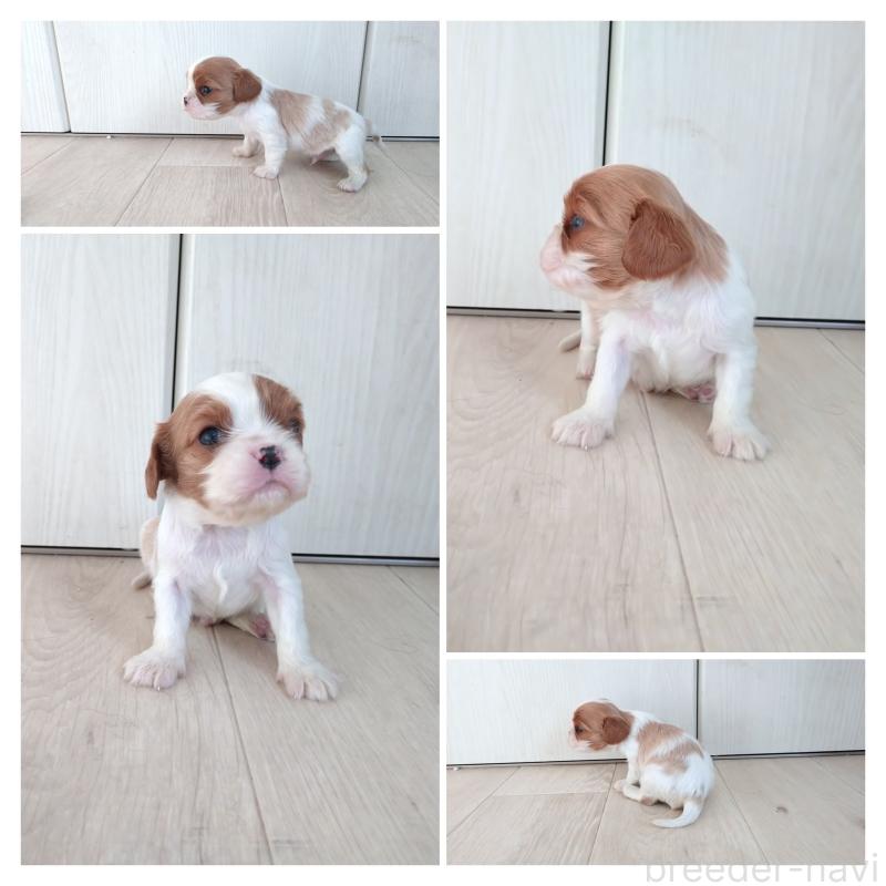 販売中の大阪府のキャバリアキングチャールズスパニエル-432350の13枚目