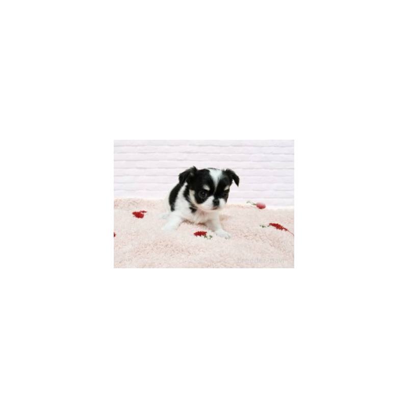 販売中の東京都のチワワ(ロングコート)-432349の2枚目