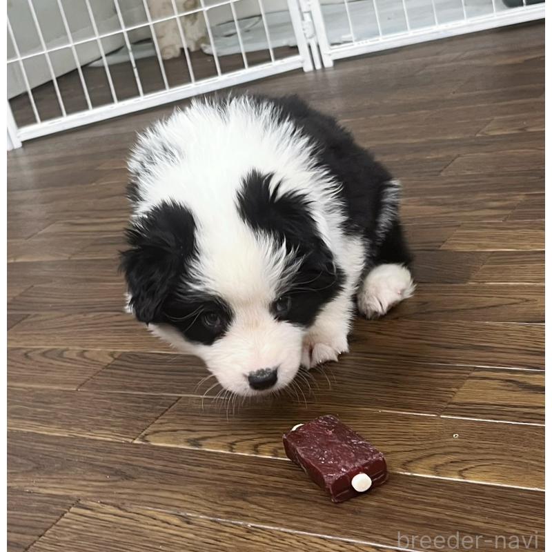 成約済の東京都のボーダーコリー-428459の6枚目