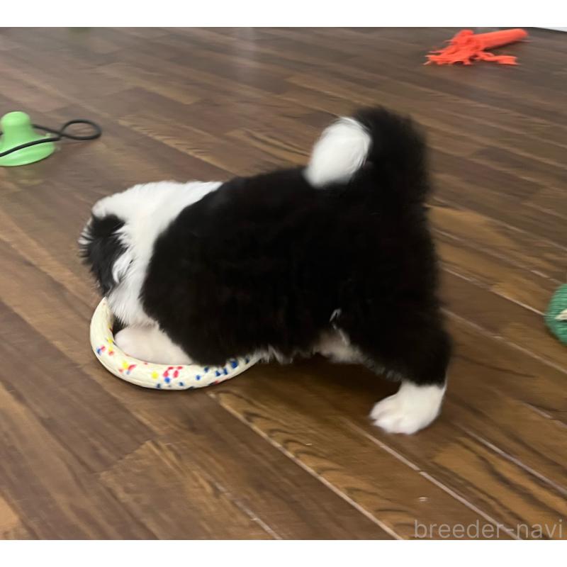 成約済の東京都のボーダーコリー-428459の4枚目