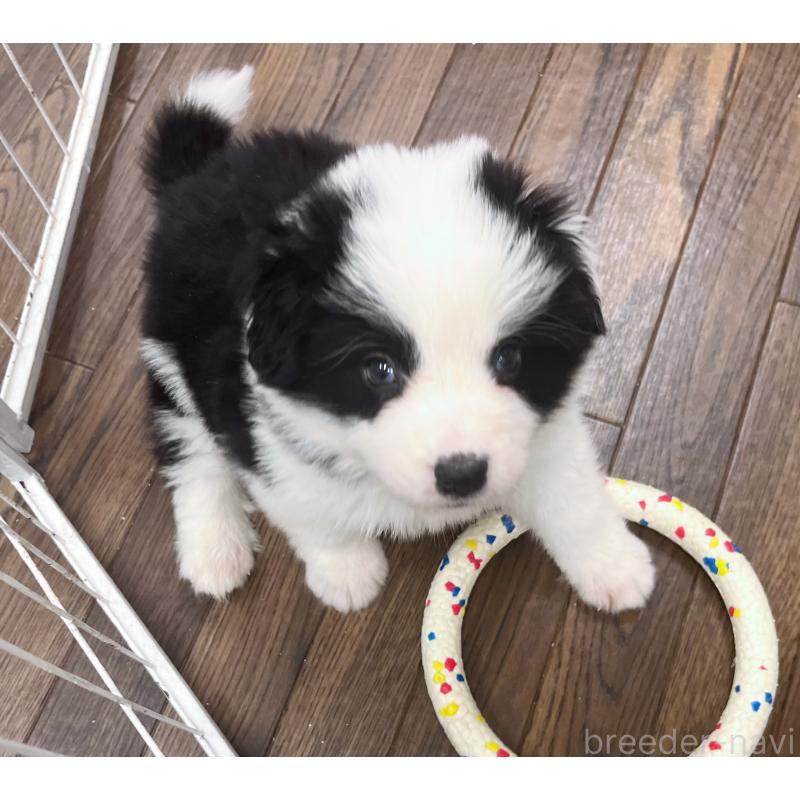 成約済の東京都のボーダーコリー-428459の3枚目