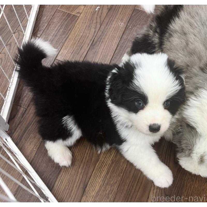 成約済の東京都のボーダーコリー-428459の2枚目