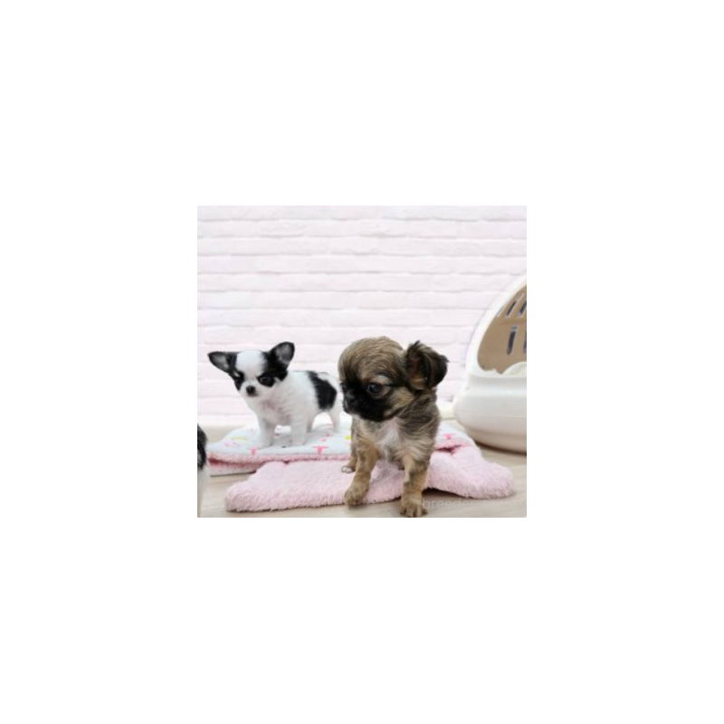 販売中の東京都のチワワ(ロングコート)-432351の2枚目