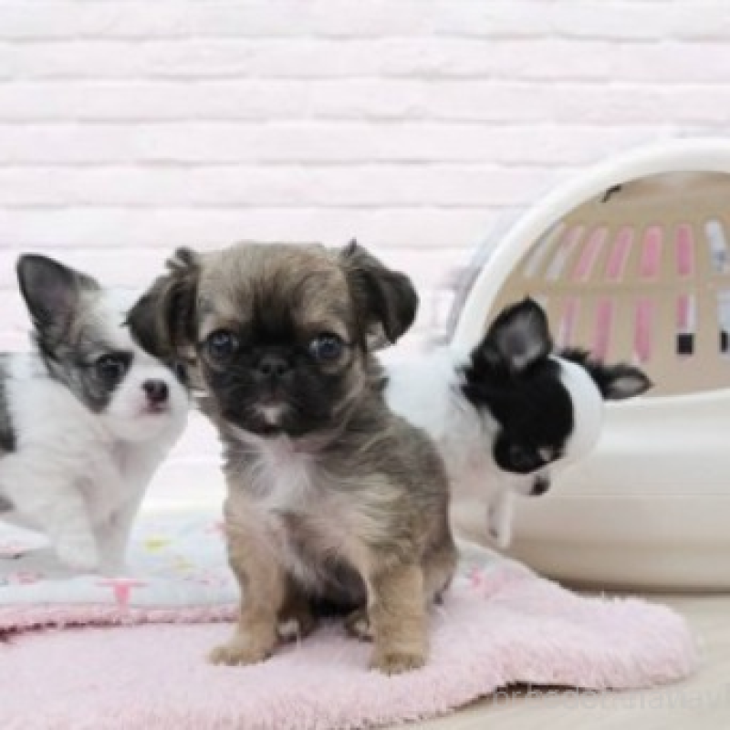 販売中の東京都のチワワ(ロングコート)-432351の1枚目