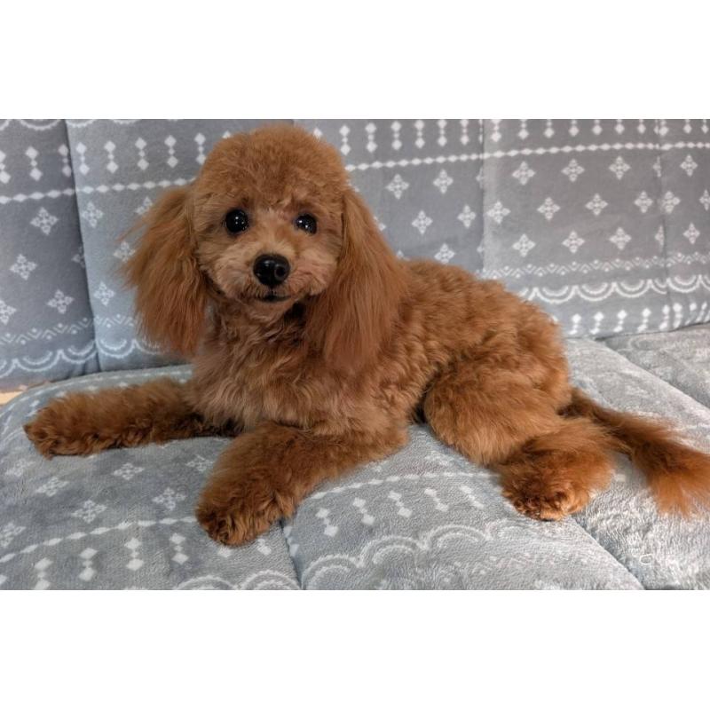 販売中の埼玉県のトイプードル-432352の8枚目