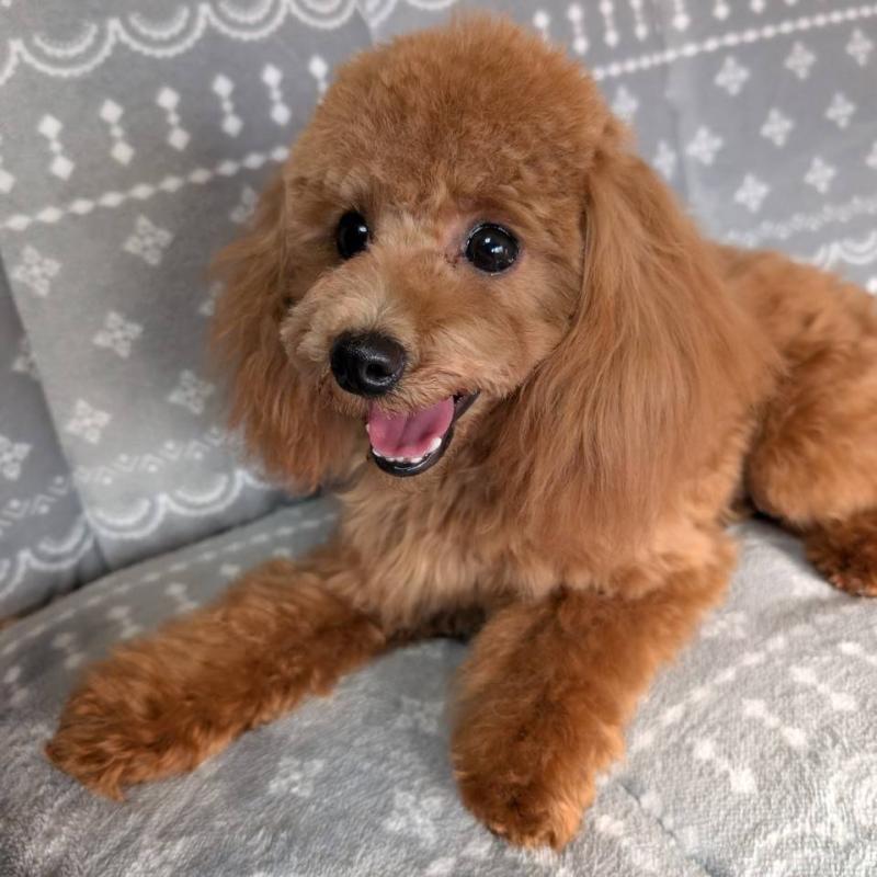 販売中の埼玉県のトイプードル-432352の9枚目