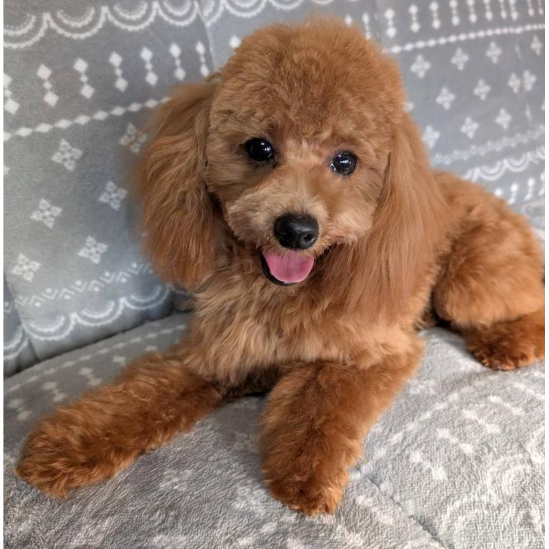 販売中の埼玉県のトイプードル-432352の6枚目