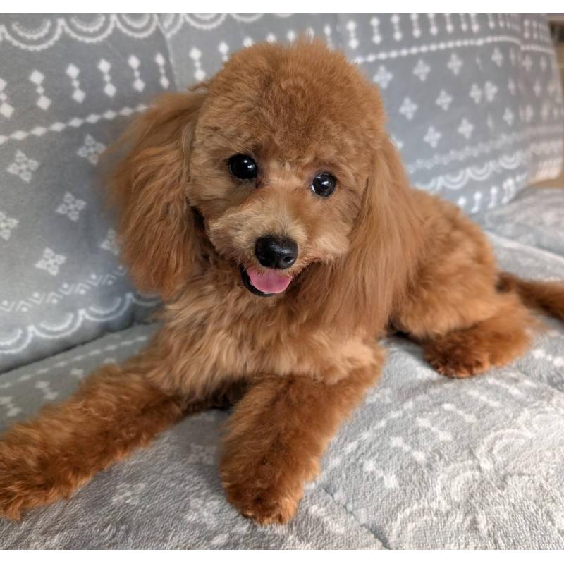 販売中の埼玉県のトイプードル-432352の7枚目