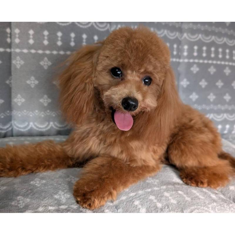 販売中の埼玉県のトイプードル-432352の5枚目