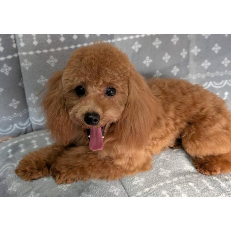 販売中の埼玉県のトイプードル-432352の4枚目