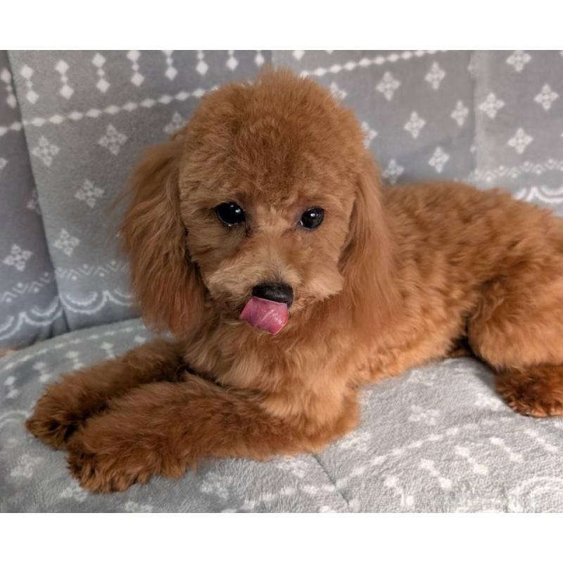 販売中の埼玉県のトイプードル-432352の2枚目