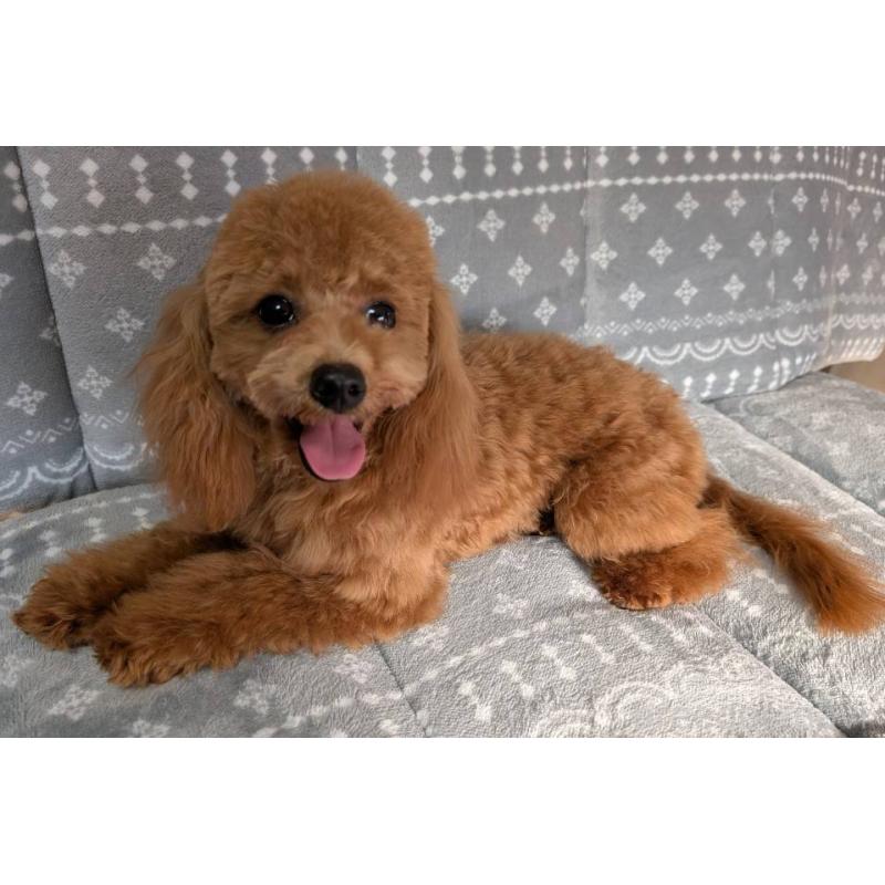 販売中の埼玉県のトイプードル-432352の3枚目